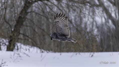 Chouette Lapone Great Gray Owl Strix Nebulosa Technopa Flickr