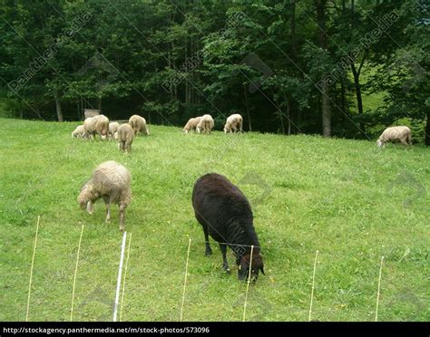 Das Schwarze Schaf Der Familie Lizenzfreies Foto 573096