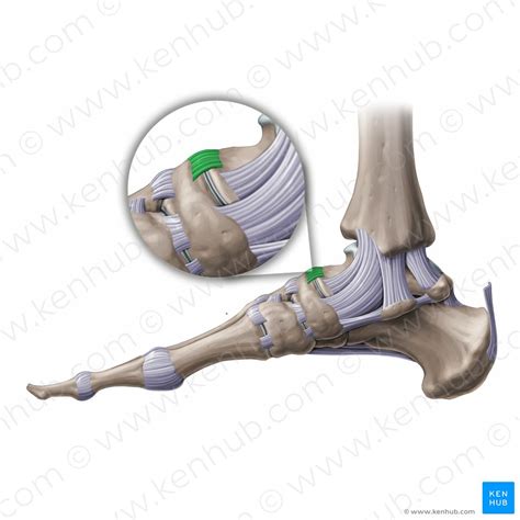 Talocalcaneonavicular Joint Bones Ligaments Movements Kenhub