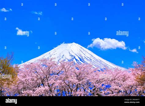 Mt. Fuji and Cherry Blossoms Stock Photo - Alamy