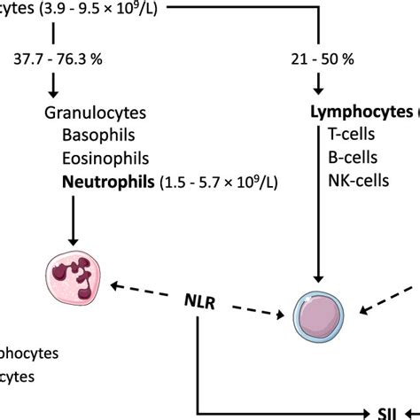 Overview Of Studies Assessing Nlr Plr Or Sii As Inflammation Markers