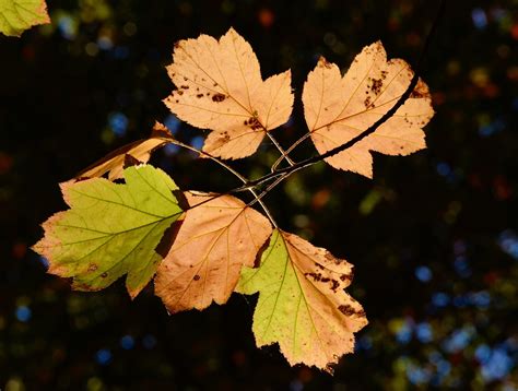 Laub Herbstlaub Baumblätter Kostenloses Foto auf Pixabay Pixabay