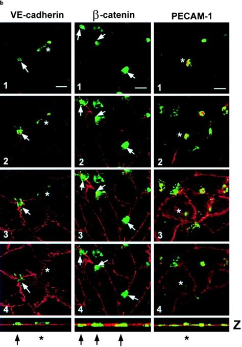 Transendothelial Migration Of Monocytes Under Flow In Vitro Induces Download Scientific Diagram