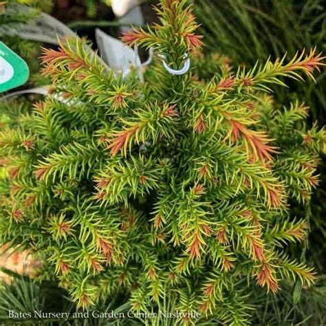 3 Cryptomeria J Golden Promise