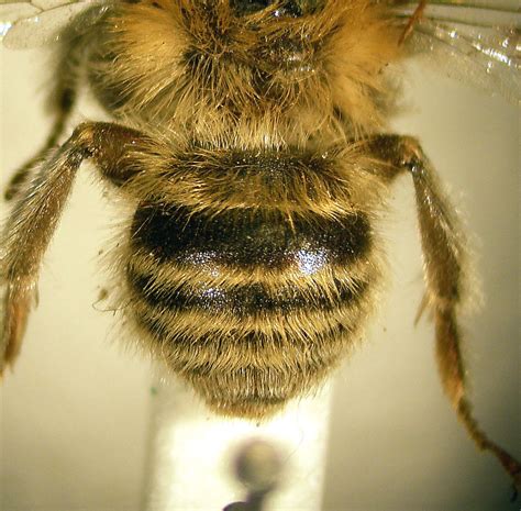 Anthophora Quadrimaculata Male Abdomen Oxford University Flickr