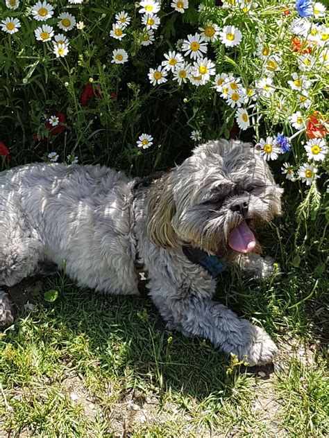 Volunteering Southern Shih Tzu Rescue