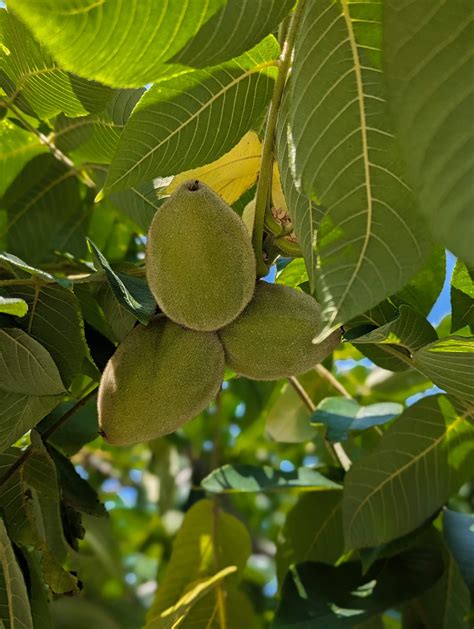 Butternut Trees For Sale | Humble Roots Tree Farm