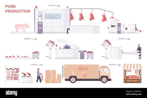 Proceso De Producción De Carne De Cerdo Etapas Ilustración Vectorial