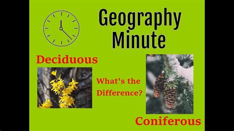 What Are The Differences Between Deciduous And Coniferous Trees Youtube