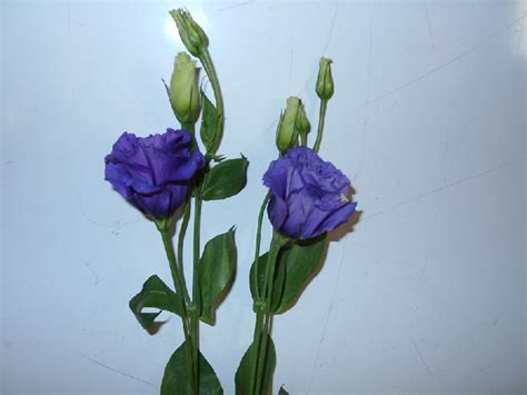 Лизиантус фото цветов » DreemPics.com - картинки и рисунки на рабочий ...