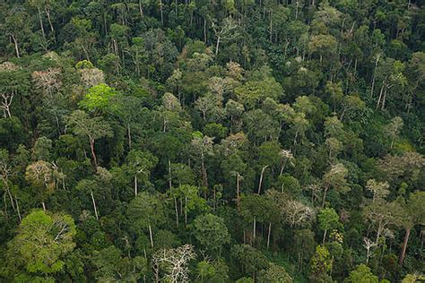 Coastal Rainforest in Cameroon - Greenpeace International