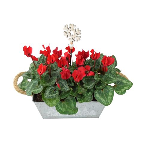 Red Cyclamen Christmas Trough - Festive Indoor & Outdoor Plant Gift