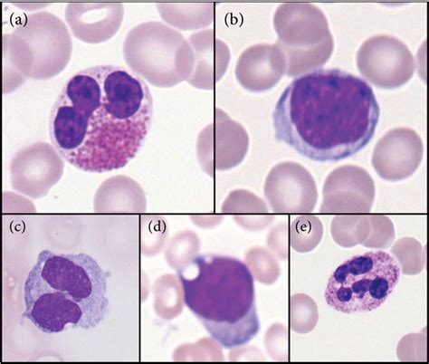 Monocyte Cell Diagram