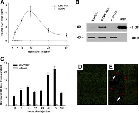 Systemic Administration Of Naked Plasmid Encoding Hgf Attenuates