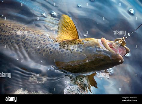 Brook Trout Caught On Rotating Spinner Stock Photo Alamy