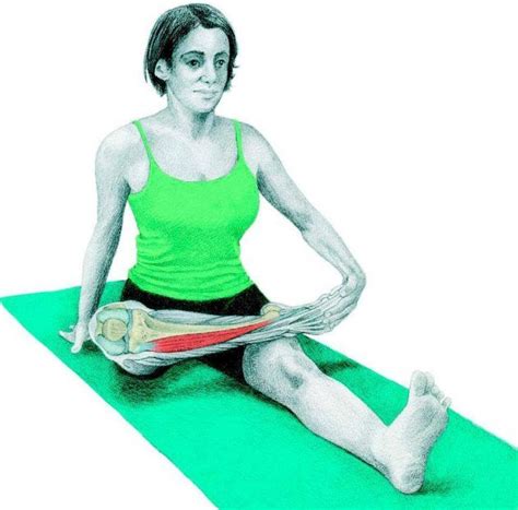 Анатомия стретчинга в картинках | Estiramientos, Estiramientos de yoga ...