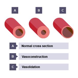 Arteries Veins And Capillaries Diagram