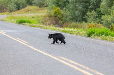 Quand Les Animaux Sauvages Emm Nagent En Ville L Exode Rural Moustique