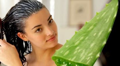 Aloe Vera Gel for Hair Growth