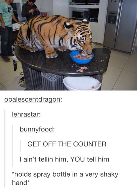 tiger eating food on table, spray bottle, shaky hand | Funny animal memes, Cute funny animals ...