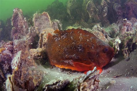 Lompe Cyclopterus Lumpus Fiche Poissons