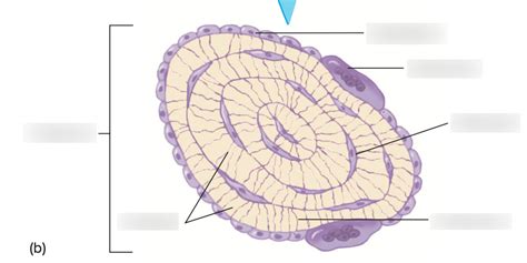 Spongy bone Diagram | Quizlet