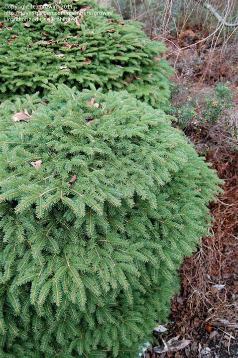 Plantfiles Pictures Birds Nest Spruce Nidiformis Picea Abies By