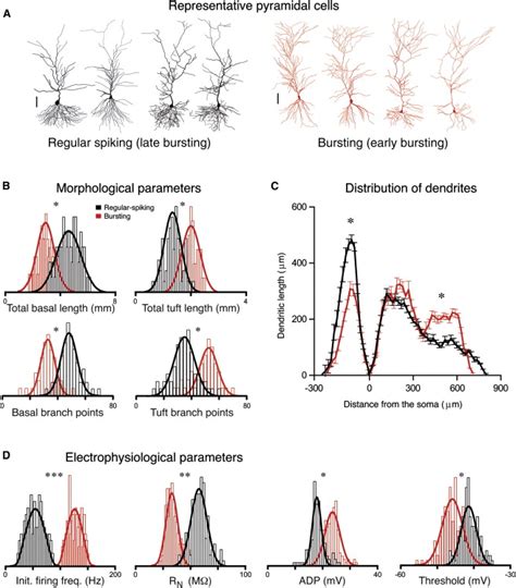 Hippocampal Pyramidal Neurons Comprise Two Distinct Cell Types That Are