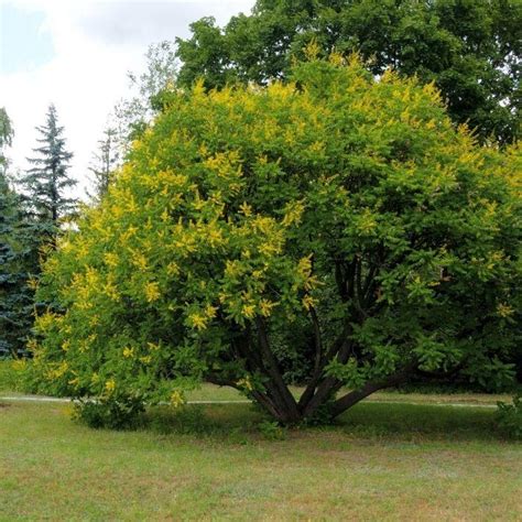 Golden Rain Tree Plant Guide