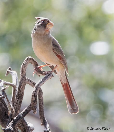 Pyrrhuloxia