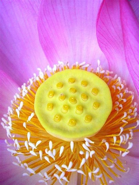 Center of a Lotus Flower