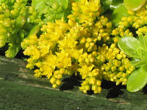 photographing New Zealand: sedum in winter