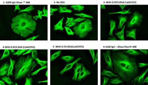 Readilink™ Xtra Rapid Ifluor® 488 Antibody Labeling Kit Bsa Compatible Aat Bioquest