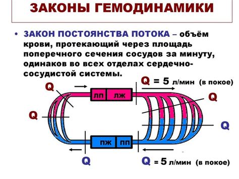 Гемодинамика. Факторы, обеспечивающие движение крови по сосудам ...