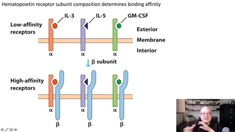 32 Class I And Class Ii Cytokines Youtube