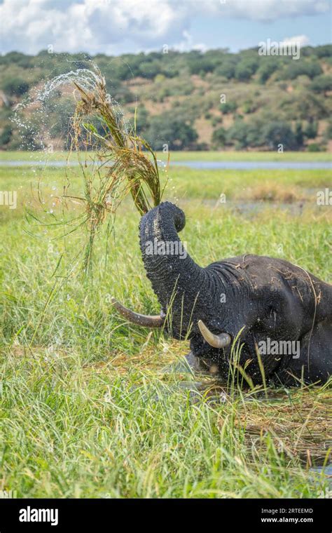 African Bush Elephant Loxodonta Africana In The Water Washing And