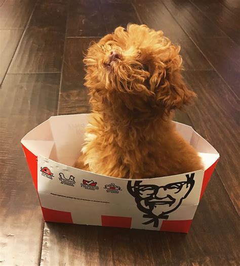 How About Some Kentucky Fried Pooch Raww