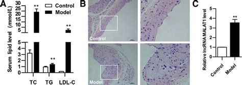 Changes Of Serum Lipid Histology And MALAT1 In Mice ApoE Mice Were