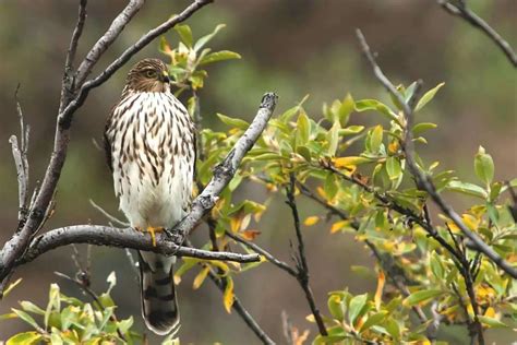 8 Hawks In Massachusetts With Photos Golden Spike Company