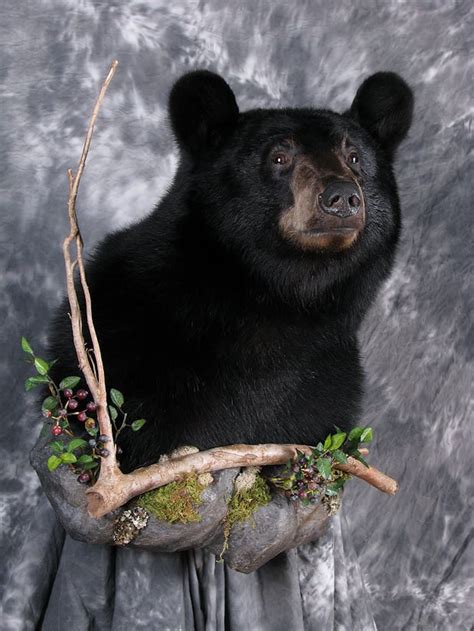 Black Bear Shoulder Mount Diamond Dust Taxidermy And Art