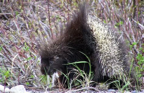 North American Porcupine The Animal Facts Appearance Diet Habitat