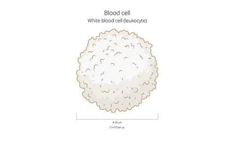 Blood Cells Educational Resources K12 Learning Life Science Science