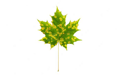 Premium Photo | Maple leaf with spots of disease isolated on white