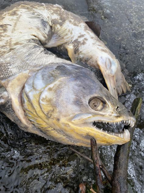 Zombie salmon from the Rogue River : r/Oregon_Steelhead