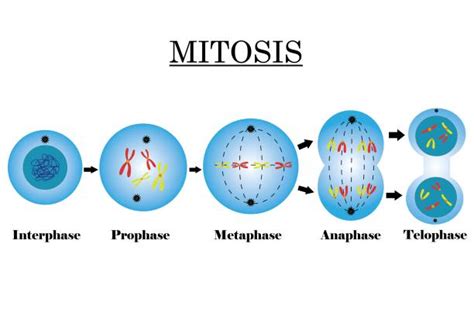 150 Anaphase Ilustrasi Grafik Vektor And Clip Art Bebas Royalti