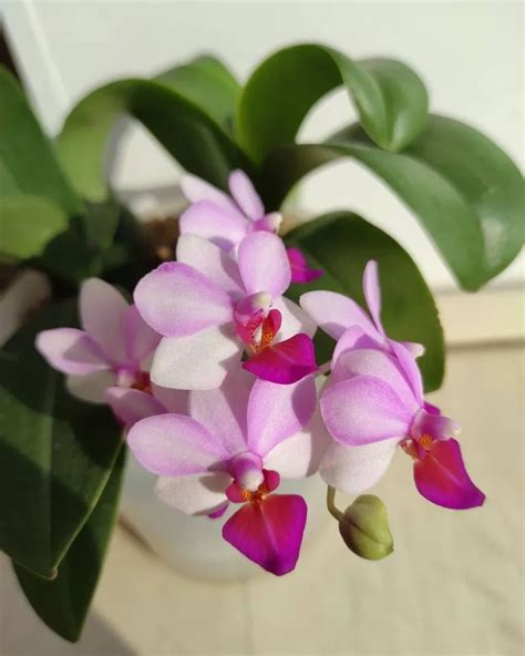 Orchidee W Hrend Der Ruhephase Pflegen Wie Sie Ihre Orchidee Pflegen