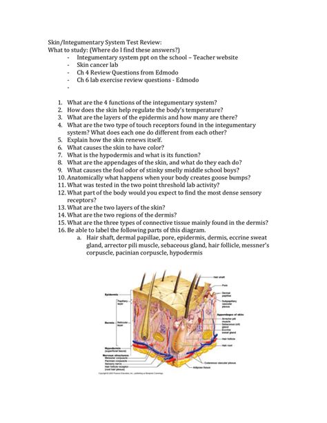 Integumentary System Worksheet 1