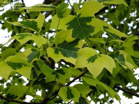 Plantfiles Pictures Liriodendron Variegated Tulip Poplar Variegated