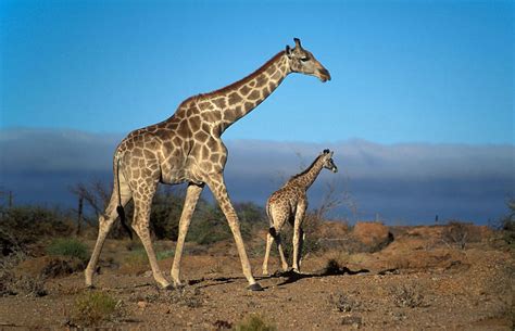 giraffe factory