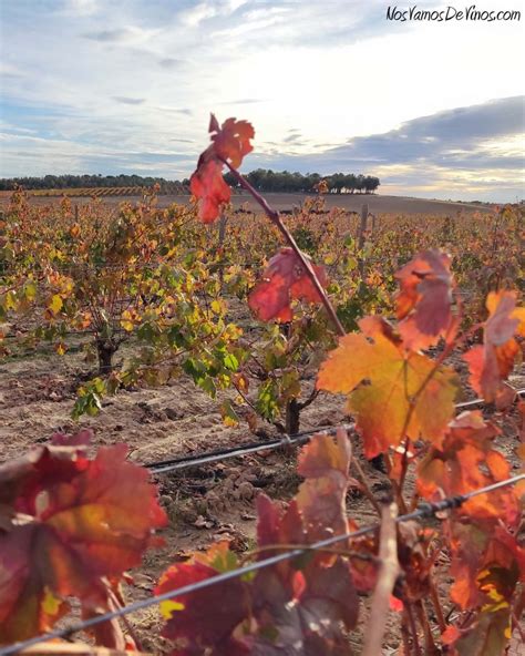 Bosque De Matasnos Un Proyecto Sostenible En Plena Ribera Del Duero